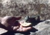 Thumbs/tn_087.Zion Canjon.jpg